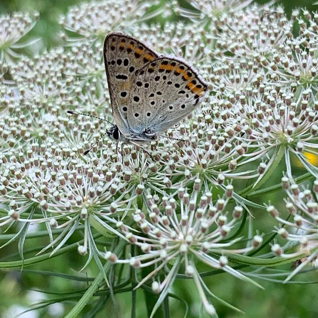 farfalla di Capannori