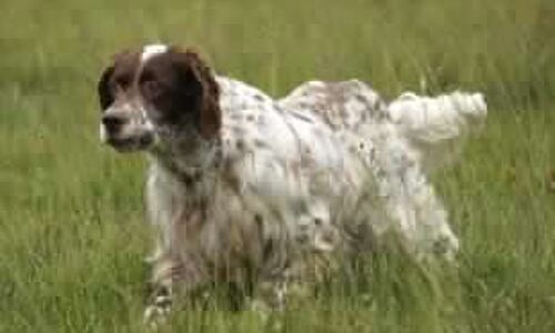 Un cane da caccia