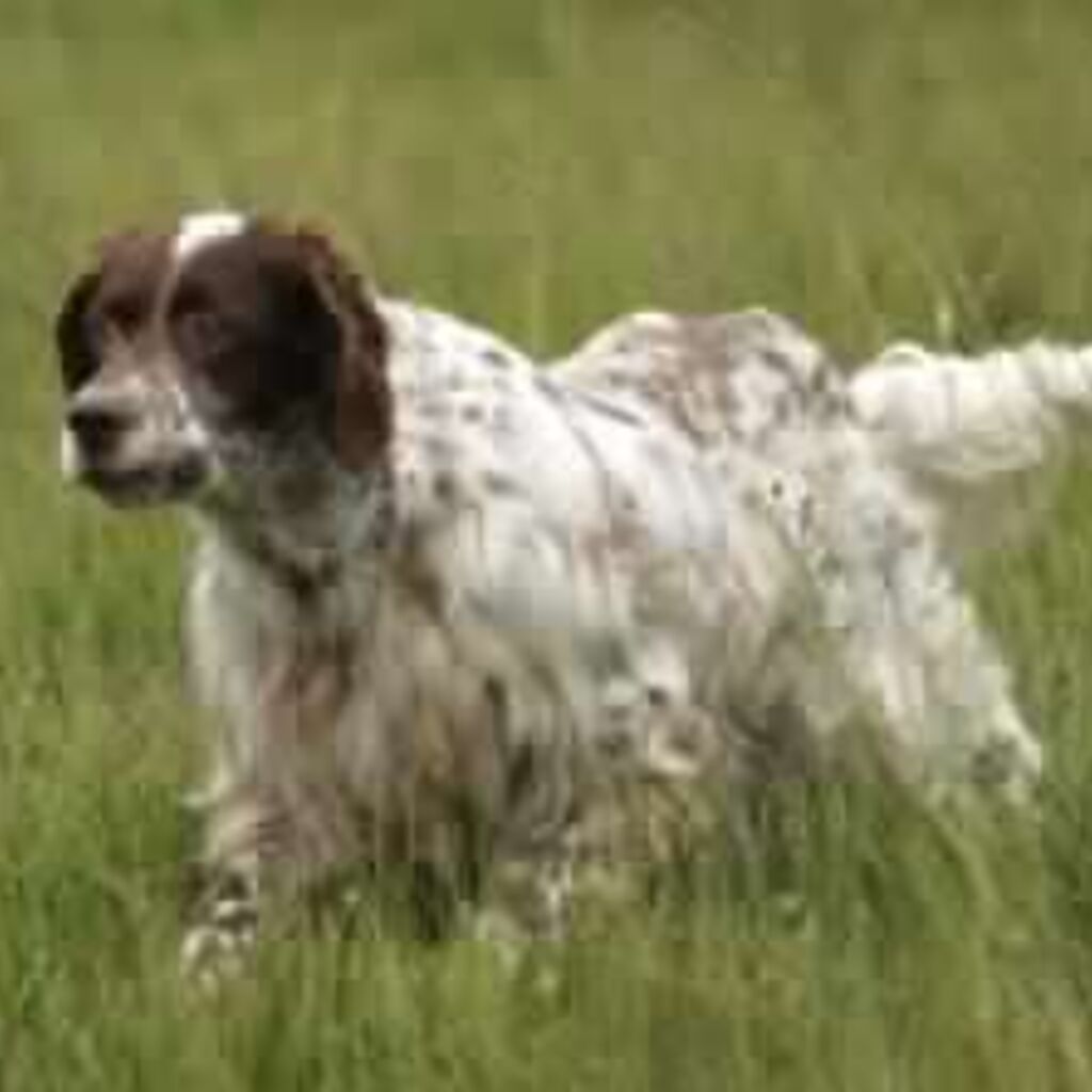 Un cane da caccia